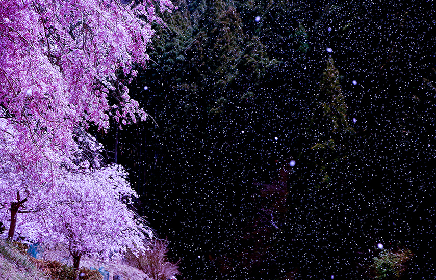 うぐい川の桜吹雪