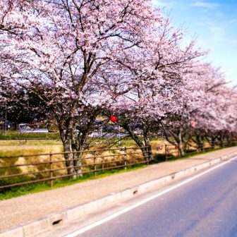 下野川の桜並木