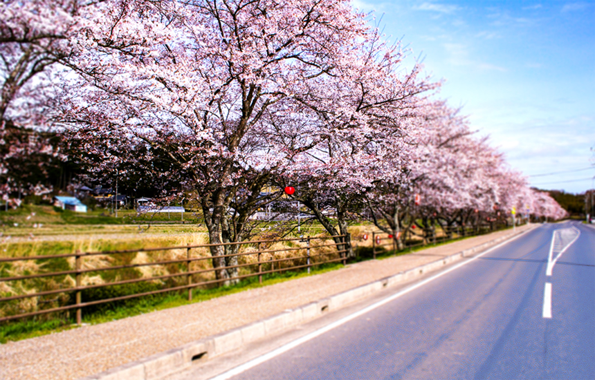 野川の桜 甲賀市観光ガイド