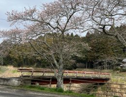 0325野川の桜