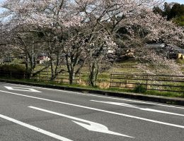 0327野川の桜(2)