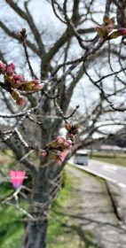 240402野川の桜