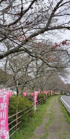 240404野川の桜