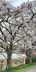 240411野川の桜 (1)