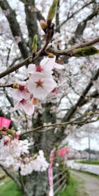 240411野川の桜 (2)