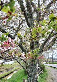 240416野川の桜 (1)