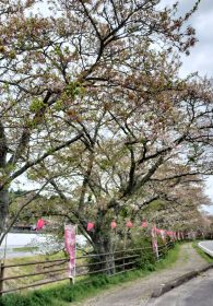 240416野川の桜 (2)