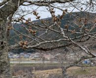 0402鮎河の千本桜(うぐい川)