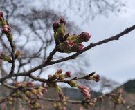 0407鮎河の千本桜(うぐい川)