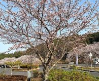 0408鹿深夢の森 (2)