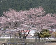 0409鮎河の千本桜(うぐい川)