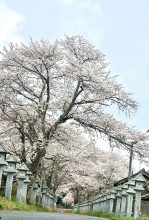 0410大鳥神社