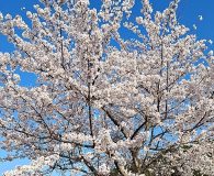 0412鹿深夢の森2