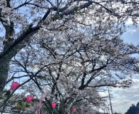 0414野川の桜