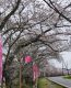 0409 野川の桜